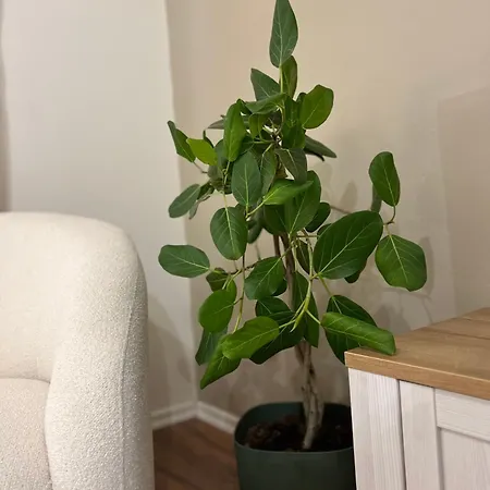 Appartamento Boho Cane Tirana